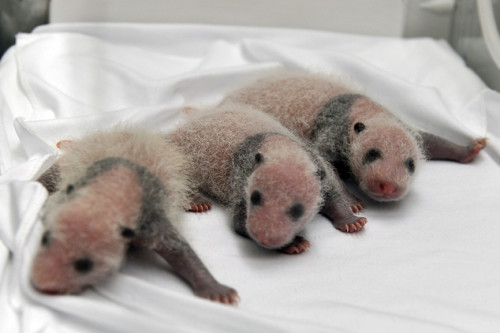 中国大熊猫成功产下三胞胎堪称世界奇迹
