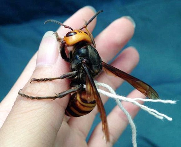 日本男子“遛”大黄蜂当宠物引质疑：毒性极强